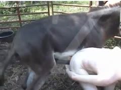 Donkey cock in or Man humped by donkey